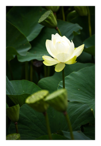 Water Lily