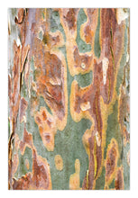 Load image into Gallery viewer, Modern wall Art Greg Selby nature decor print wall hanging for air bnb and hotels Local eucalyptus