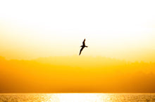 Load image into Gallery viewer, A printed image of a bird flying over a body of water at sunset. durrus nsw south coast capital coast