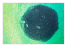 Load image into Gallery viewer, Aerial photograph of sharks circling a giant school of salmon in crystal clear sapphire waters off Bermagui on the Sapphire Coast, captured by Greg Selby.