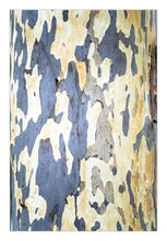 Load image into Gallery viewer, Close-up of a tree bark with a mottled multicolor pattern including beige, black, and green tones. Greg Selby Fine art Prints South coast