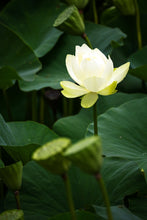 Load image into Gallery viewer, A close-up photograph of a single water lily flower with a green and white color scheme, surrounded by green foliage. By south Coast photographer Greg Selby wall art decor fine art print