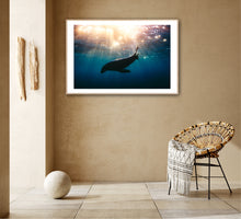 Load image into Gallery viewer, Greg Selby fine art decor wall hanging of a seal on the sapphire coast NSW at sunrise
