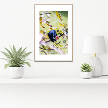 Load image into Gallery viewer, A close-up photograph of a bower bird with a fig perched on a branch with green leaves portrait fine art south coast nsw Greg Selby print Ulladulla