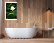 Load image into Gallery viewer, Greg Selby's Fine Art water lily taken at Tilba on the Far south coast of nsw Lush Greens And perfect for any home decor 