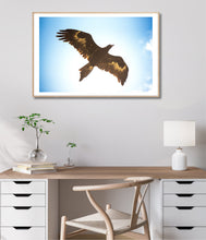 Load image into Gallery viewer, Wedge tail eagle photo Wildlife photography Print NSW South Coast Greg Selby