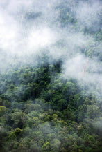 Load image into Gallery viewer, Werifesteria, fine art photograph of a peaceful Australian forest with towering trees, filtered light and rich natural textures by Greg Selby.
