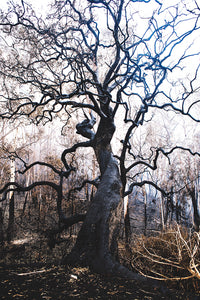 Angophora