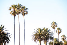 Load image into Gallery viewer, A photograph featuring a group of palm trees with a blue sky in the background. South coast Bermagui 