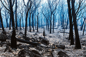 smoke drifting through what remains of a burnt out forest