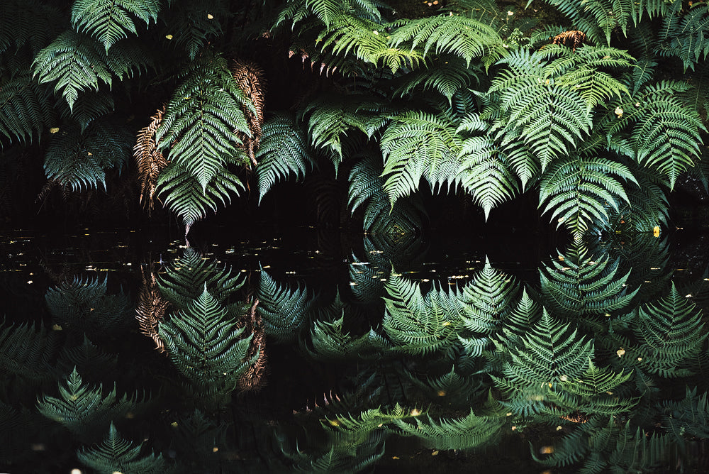 Cyathea