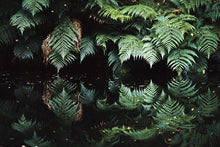 Load image into Gallery viewer, Cyathea, fine art photograph of lush tree ferns and rainforest vegetation at Alfred Nicholas Memorial Gardens in the Dandenong Ranges, Victoria by Greg Selby.