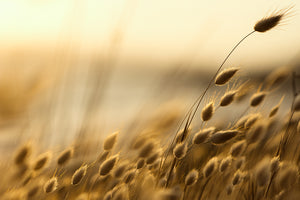 Eriophorum