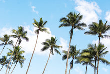 Load image into Gallery viewer, A landscape photograph featuring a clear blue sky with clouds, and a group of palm trees in the foreground. greg selby fine art prints