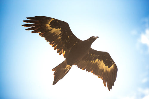 Aquila audax