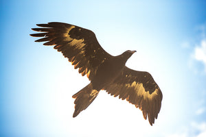 Aquila audax