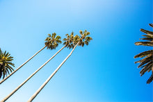 Load image into Gallery viewer, Fine Art Print of the local palm trees on the south coast Bermagui local Photographer Greg Selby decort