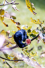 Load image into Gallery viewer, A close-up photograph of a bower bird with a fig perched on a branch with green leaves portrait fine art south coast nsw Greg Selby print Ulladulla