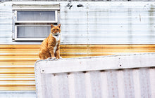 Load image into Gallery viewer, Limited edition fine art photograph of a poised ginger cat sitting against a rustic weathered building with warm earthy tones and balanced composition. orange cat
